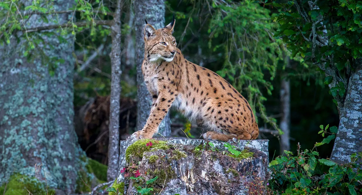 Lynx