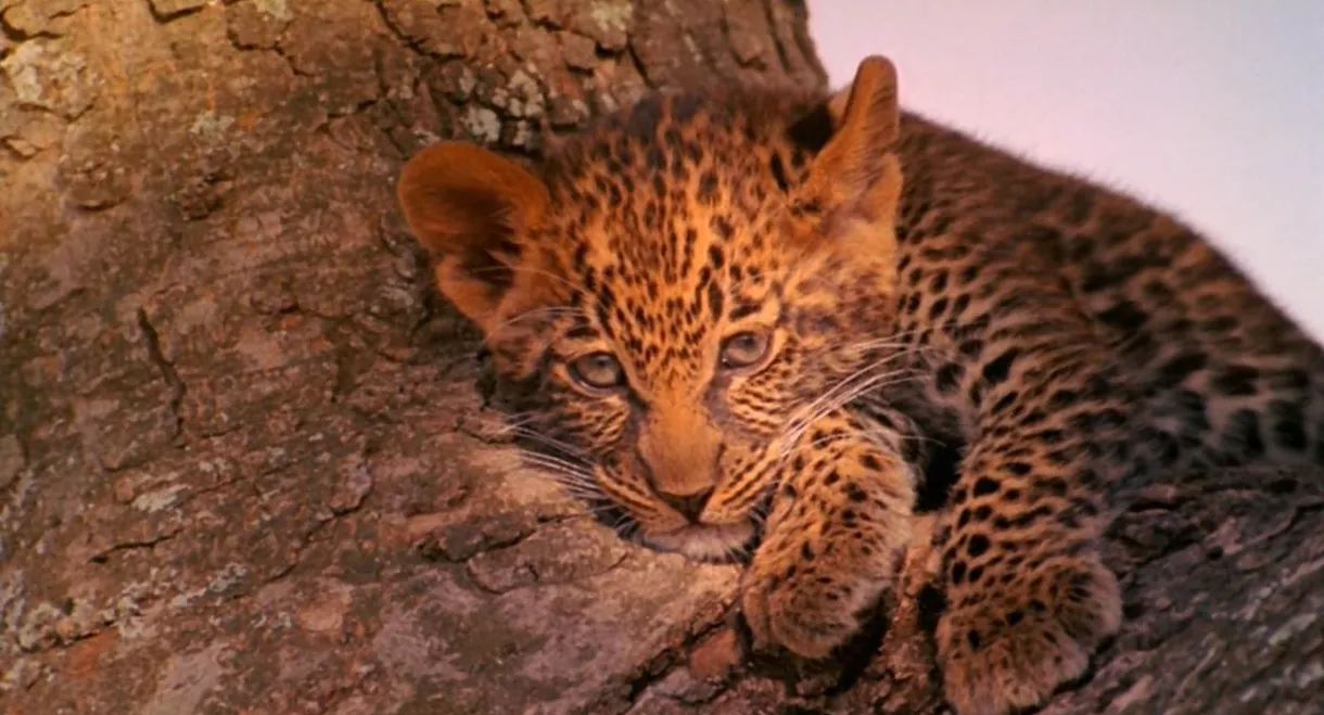 The Leopard Son