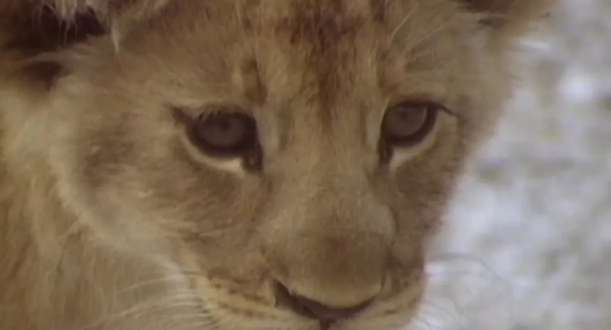 The Lions of Etosha