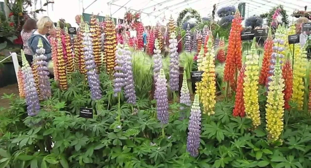 RHS Hampton Court Flower Show