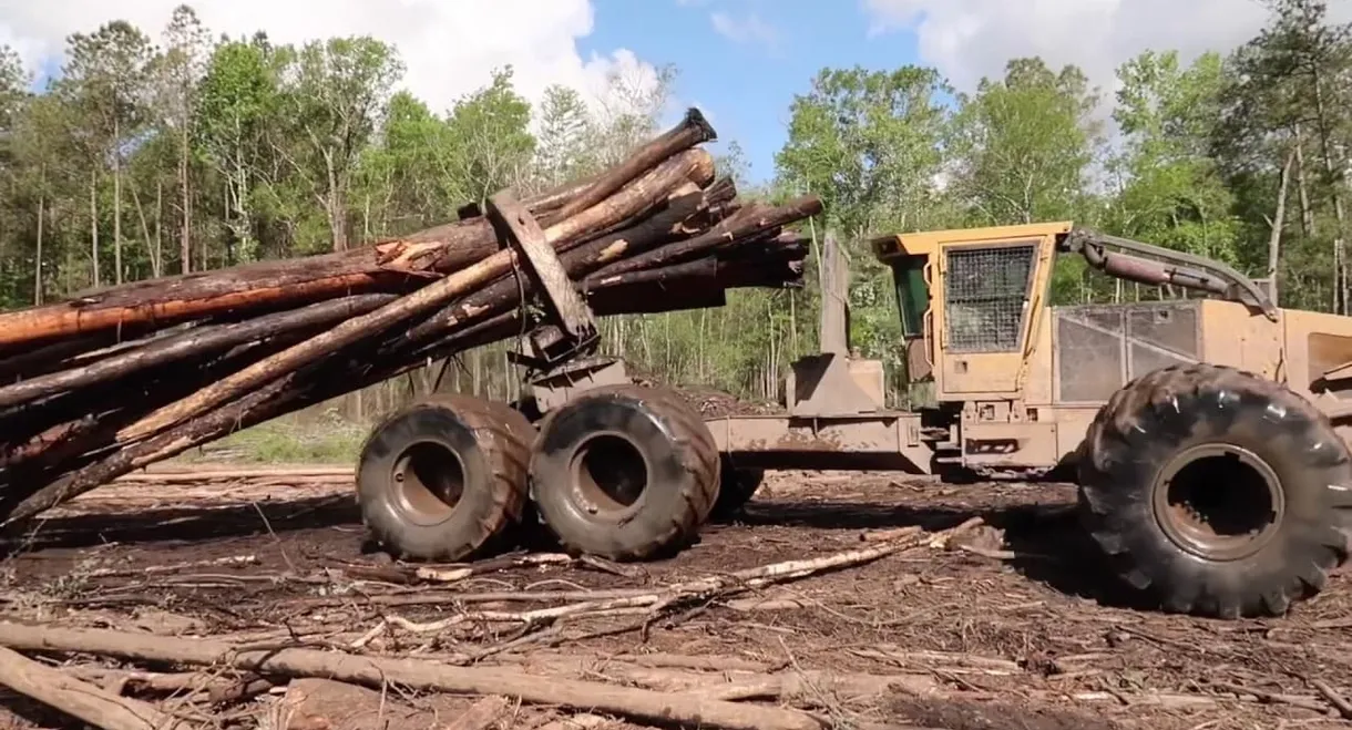 Swamp Loggers