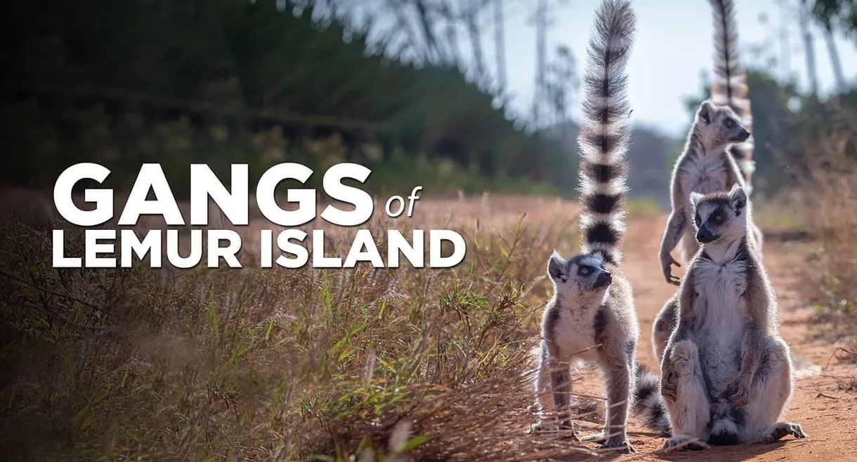 Gangs of Lemur Island