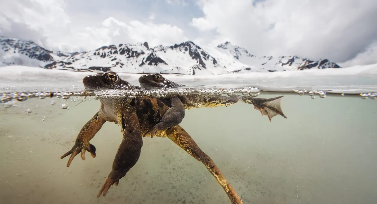 The Sanctuary: Survival Stories of the Alps