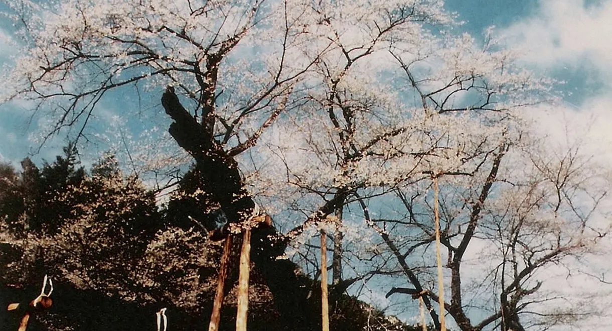 The Cherry Tree with Gray Blossoms