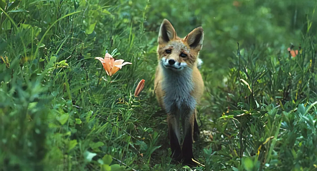 The Glacier Fox