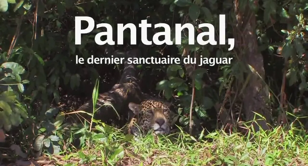 Pantanal, le dernier sanctuaire du jaguar