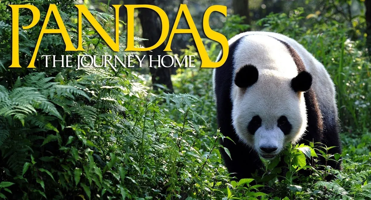 Pandas: The Journey Home