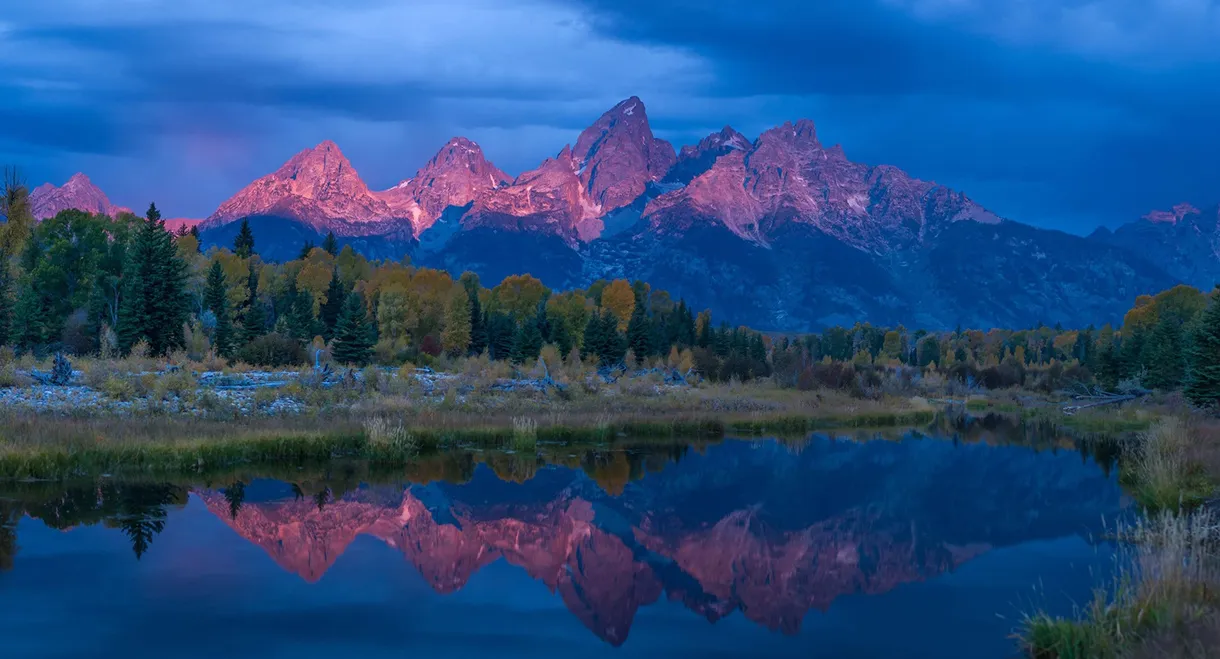 Wild Yellowstone