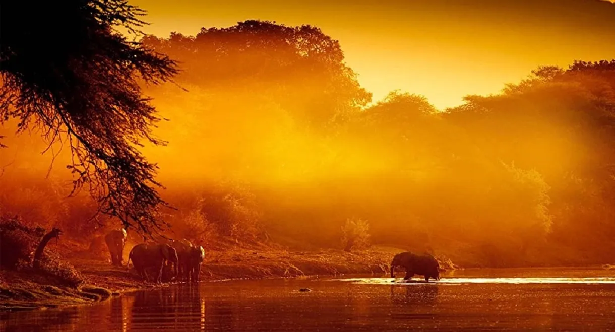 Zambezi: Force of Life
