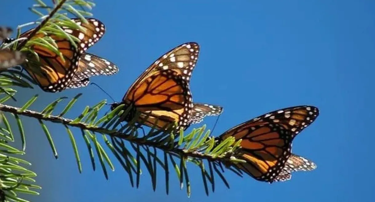 The Incredible Journey of the Butterflies