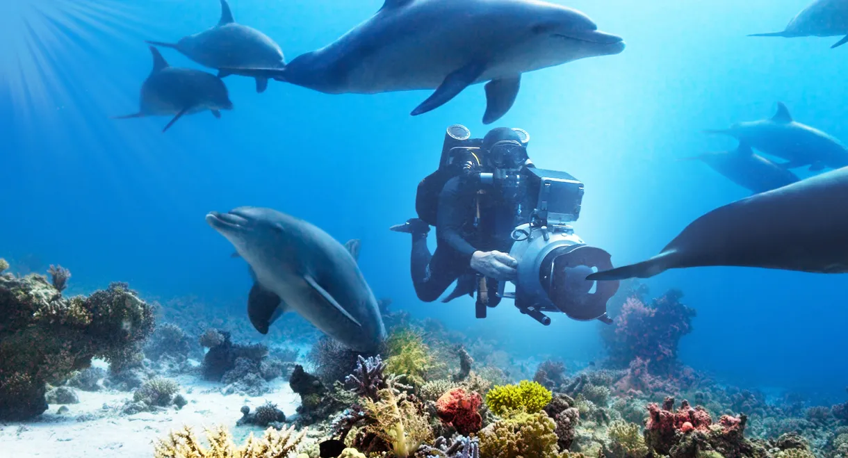 Diving with Dolphins