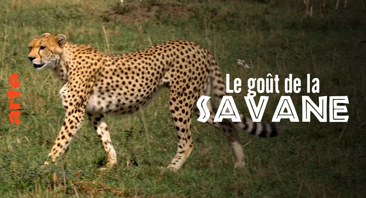 Le Goût de la savane : Herbivores et carnivores, festins croisés