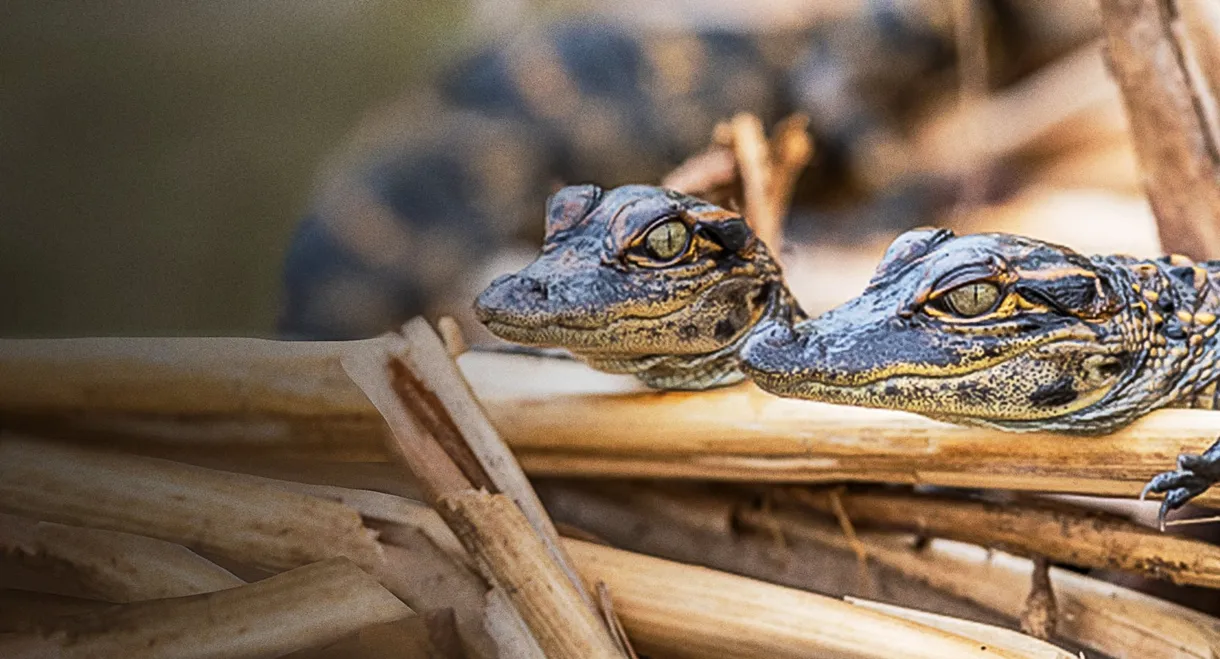 Prowlers of the Everglades