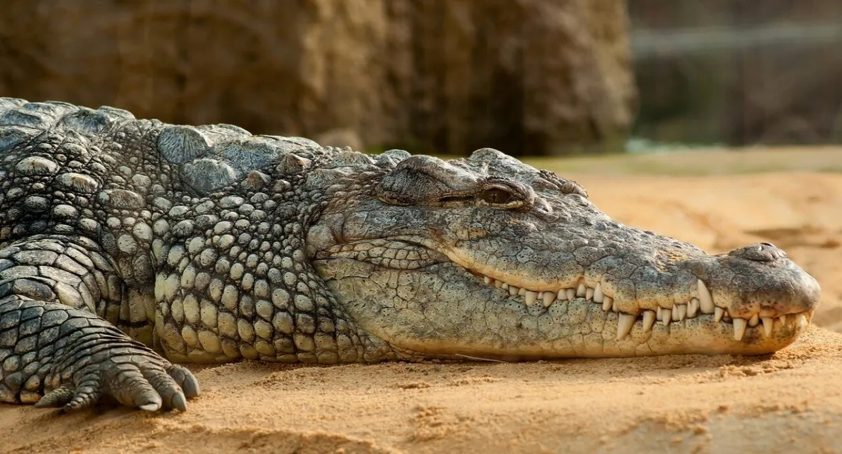 Les larmes des crocodiles