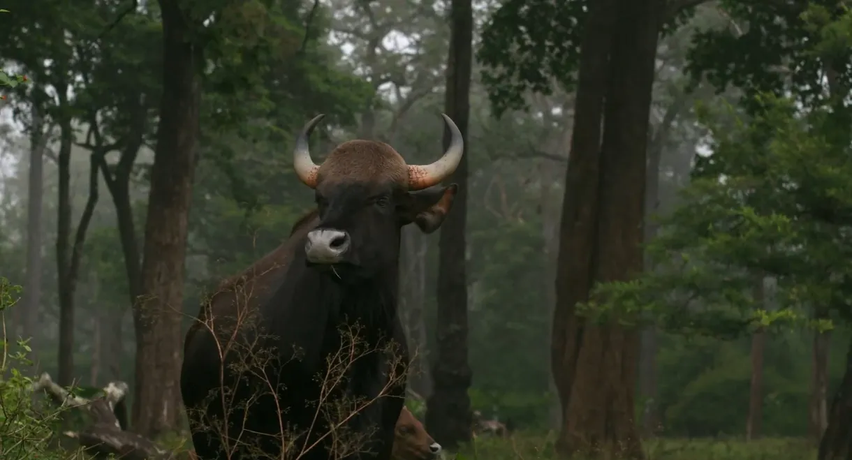 Wild Karnataka