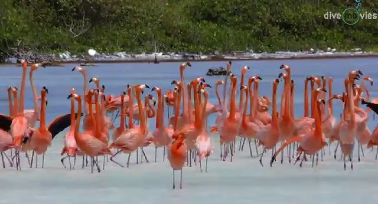 Tauchparadies Bonaire