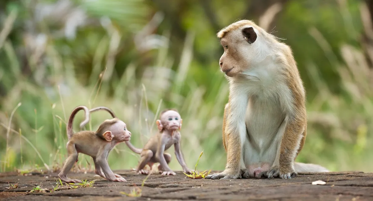 Monkey Kingdom