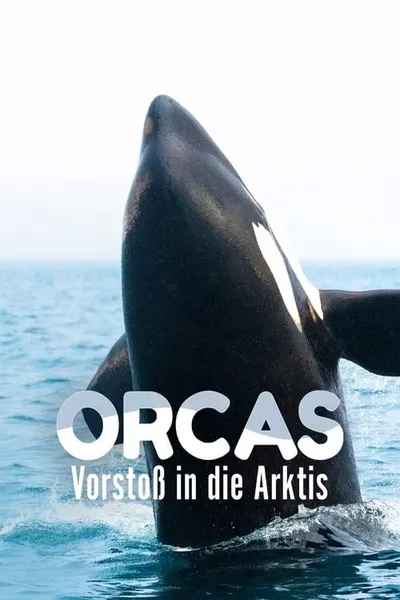 Orcas - Vorstoss in die Arktis