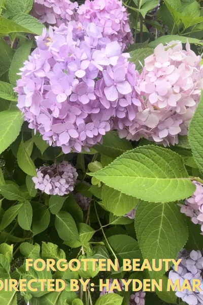 Forgotten Beauty