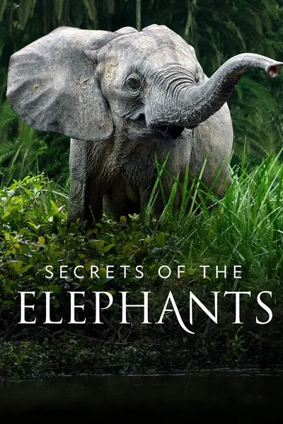 Secrets of the Elephants