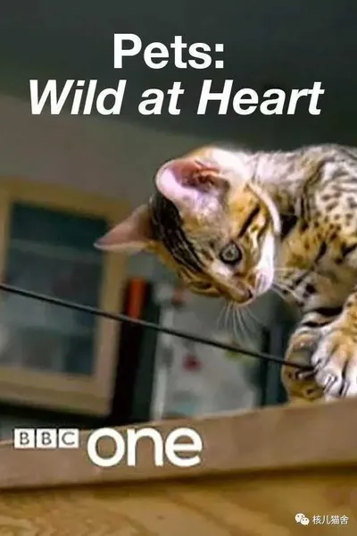 Pets: Wild at Heart