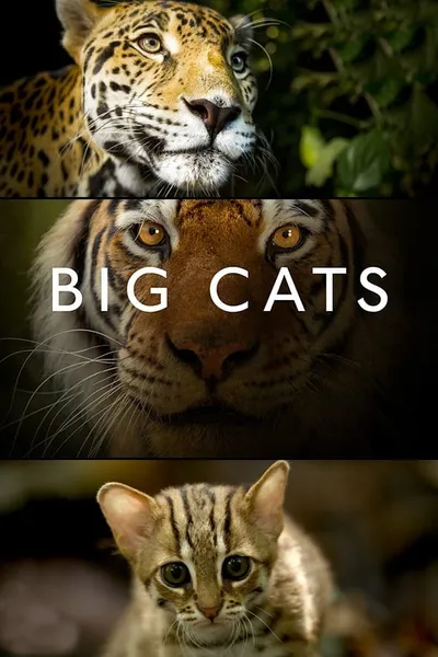 Big Cats