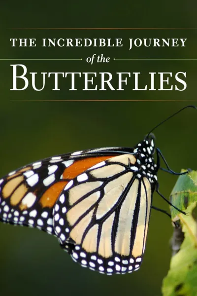 The Incredible Journey of the Butterflies