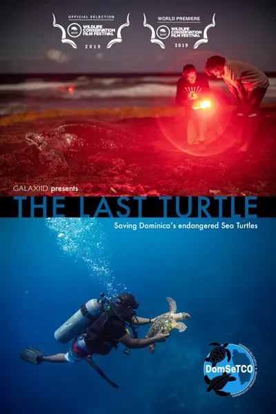 The Last Turtle