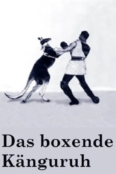 The Boxing Kangaroo