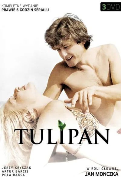 Tulipan