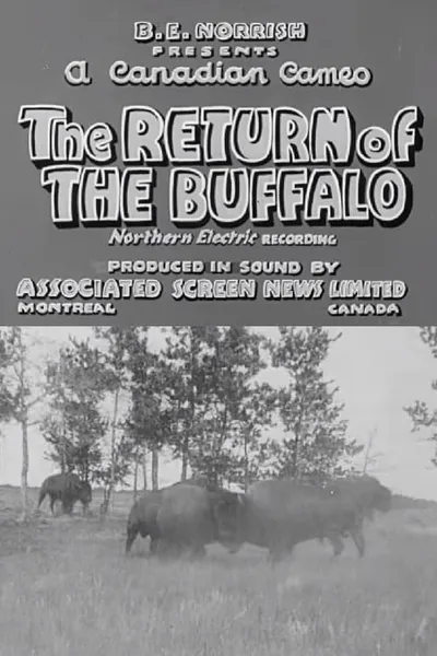 Return of the Buffalo