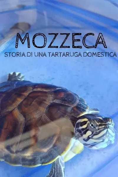 Mozzeca