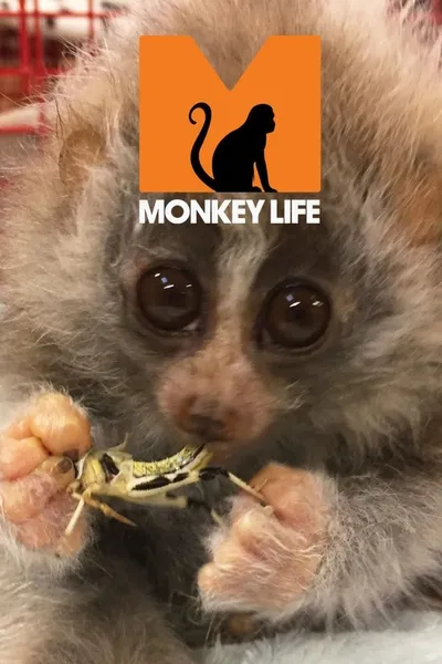 Monkey Life