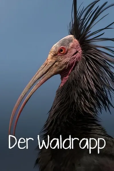 Der Waldrapp: Zugvogel im Aufwind