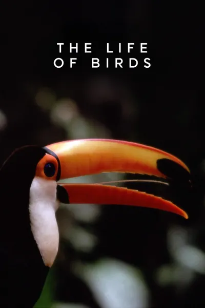 The Life of Birds