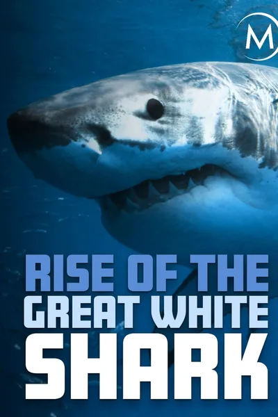 Rise Of The Great White Shark