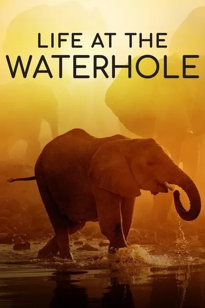 Life at the Waterhole