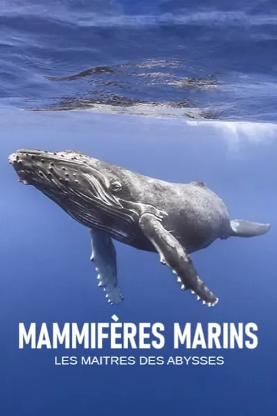 Mammifères marins - les maîtres des abysses