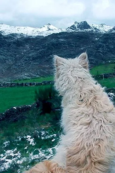 Histories of Wolves